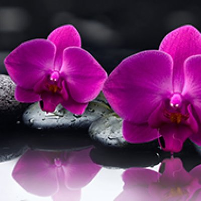 фотообои Цикламеновые орхидеи на камнях