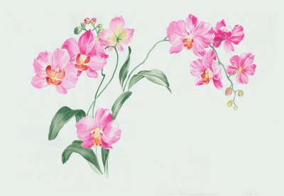 фотообои Куст орхидеи