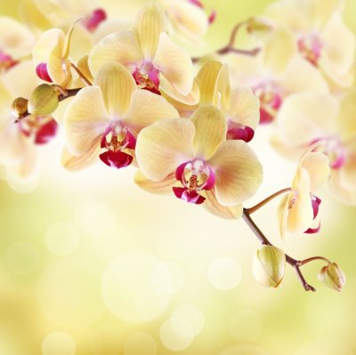 фотообои Лимонные орхидеи