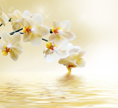 фотообои Молочная орхидея