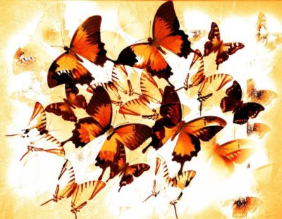 фотообои Июньские бабочки