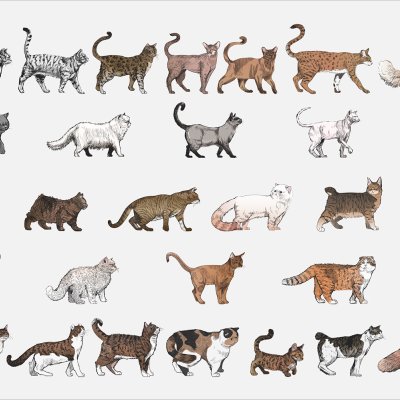 постеры Породы кошек